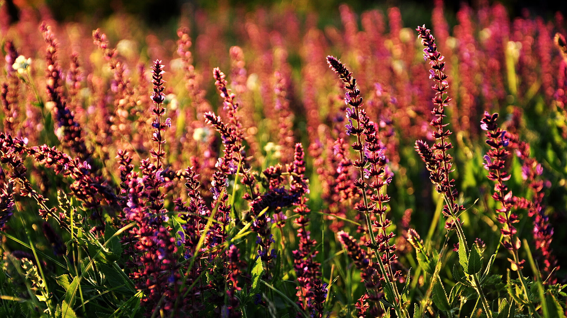 制霸东西半球，当NBA豪强席卷CBA，亚平宁绿茵见证新王诞生