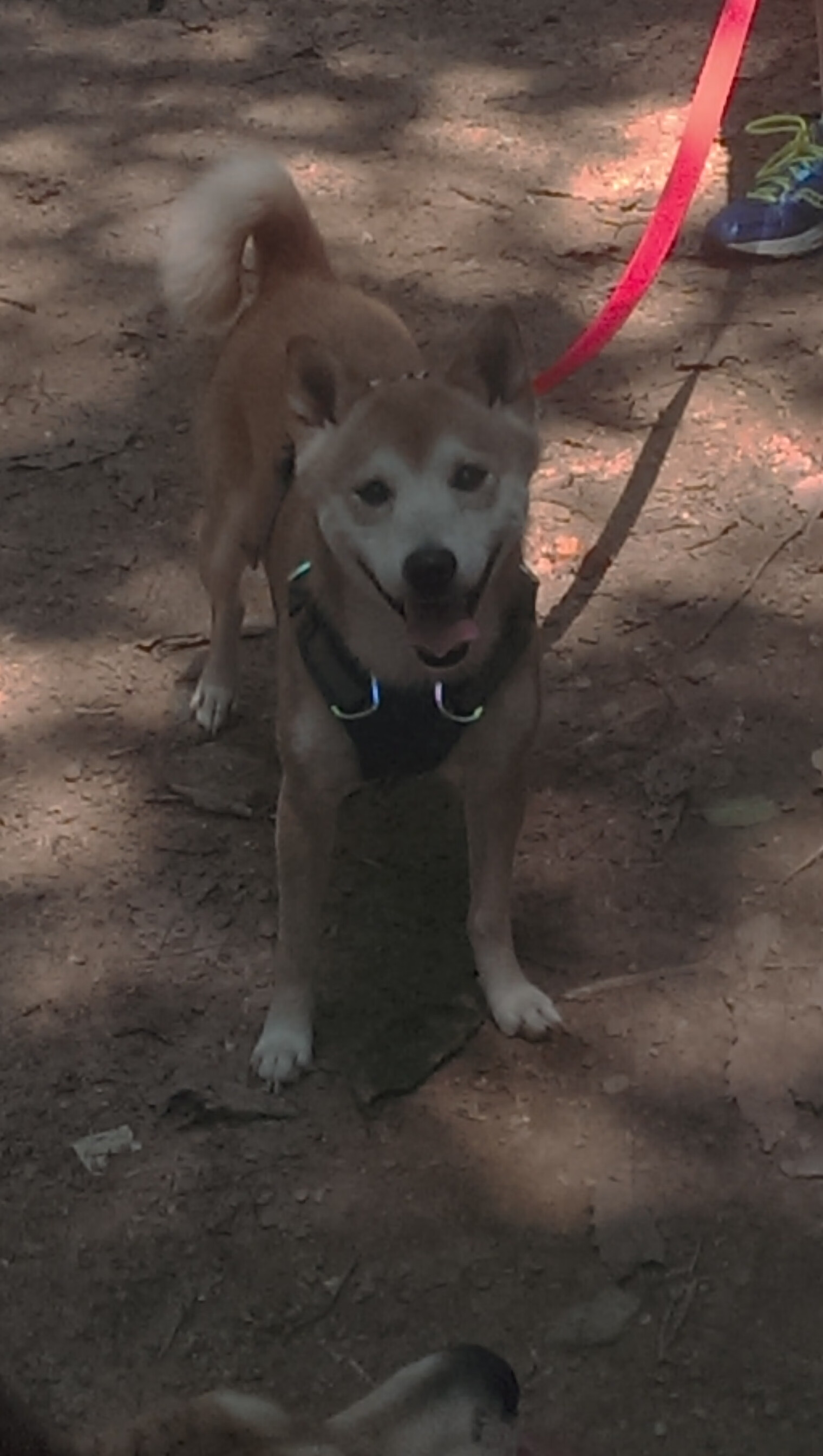 冰与火的对决，塞维利亚的团队盛宴与德里赫特的一人战场