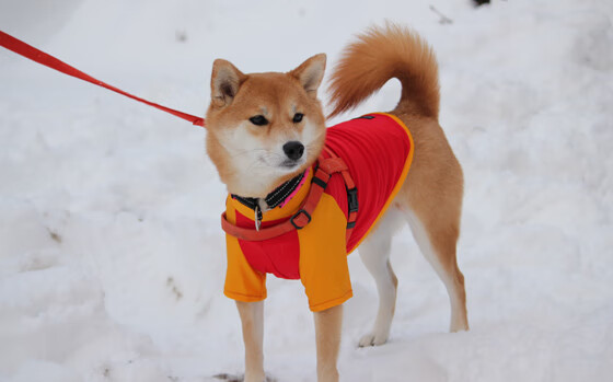双重破门,绿茵场的激情与地缘政治的博弈