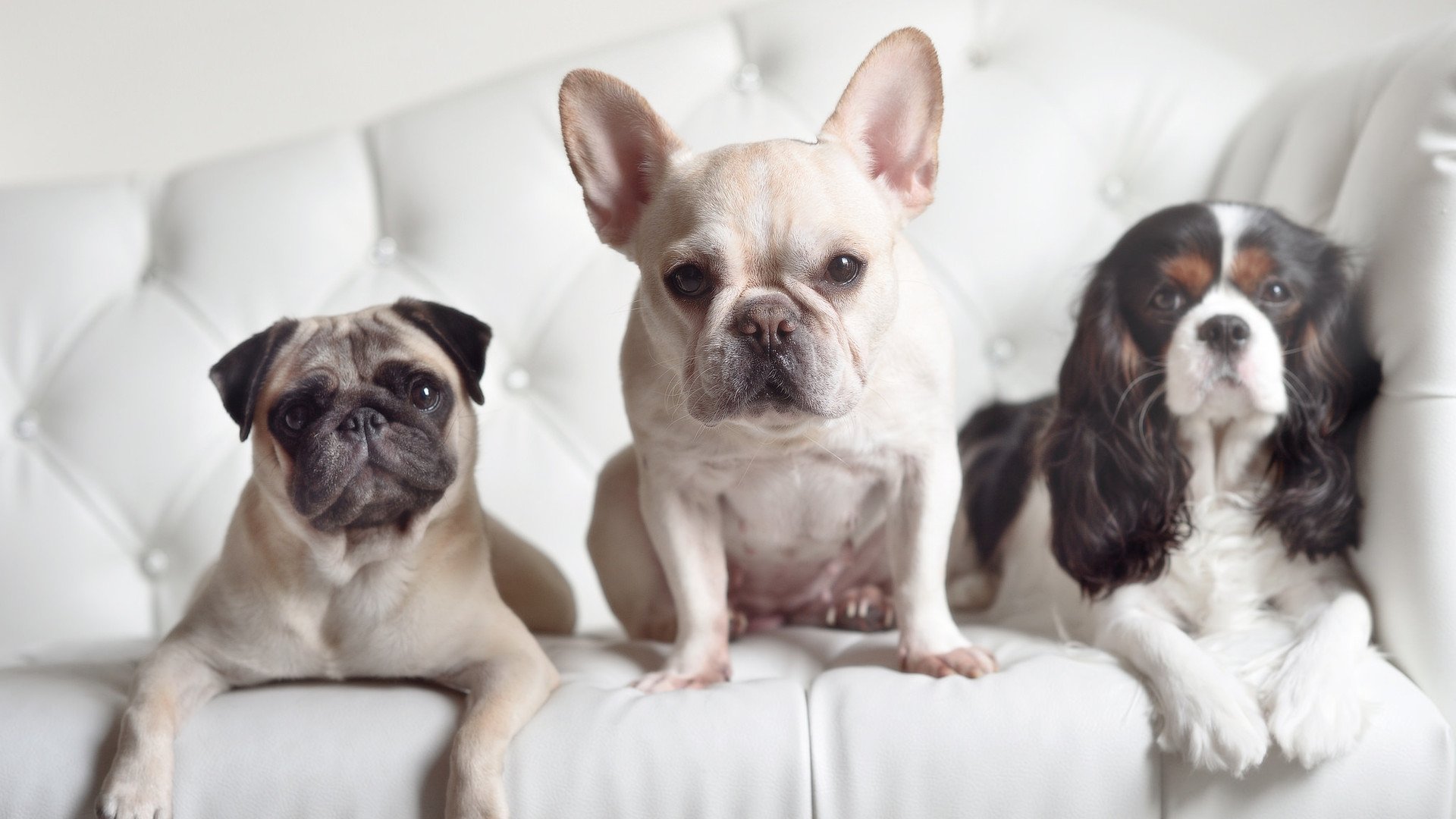 北美飓风席卷绿茵场，洪都拉斯雨中力克新西兰，世界杯梦想再燃