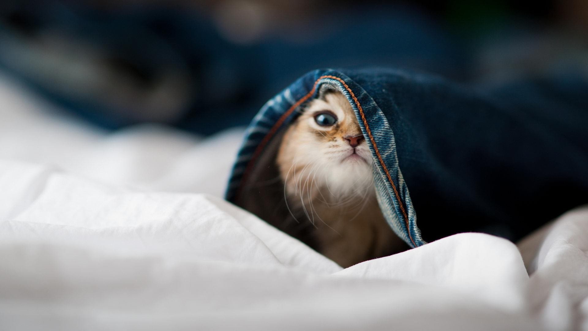 狂飙26+14撕裂防线!拉梅洛魔咒降临,灰熊用钢铁封锁终结开拓者连胜野望