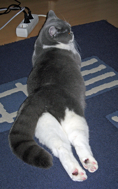 开云体育APP下载-球衣上的汗水与荣耀，没有边界