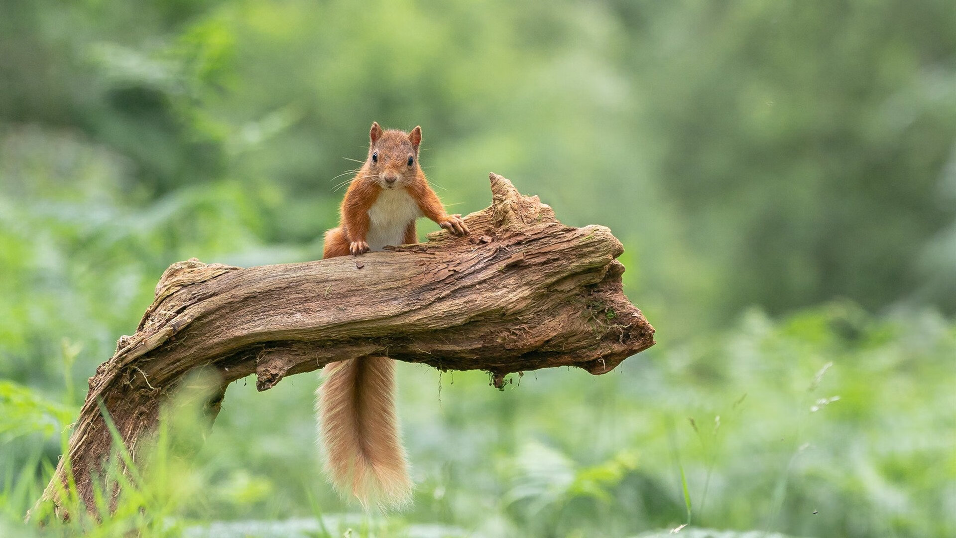 开云体育中国-英超王牌空降NBA，东契奇末节接管比赛，骑士主场见证争冠模式卢卡