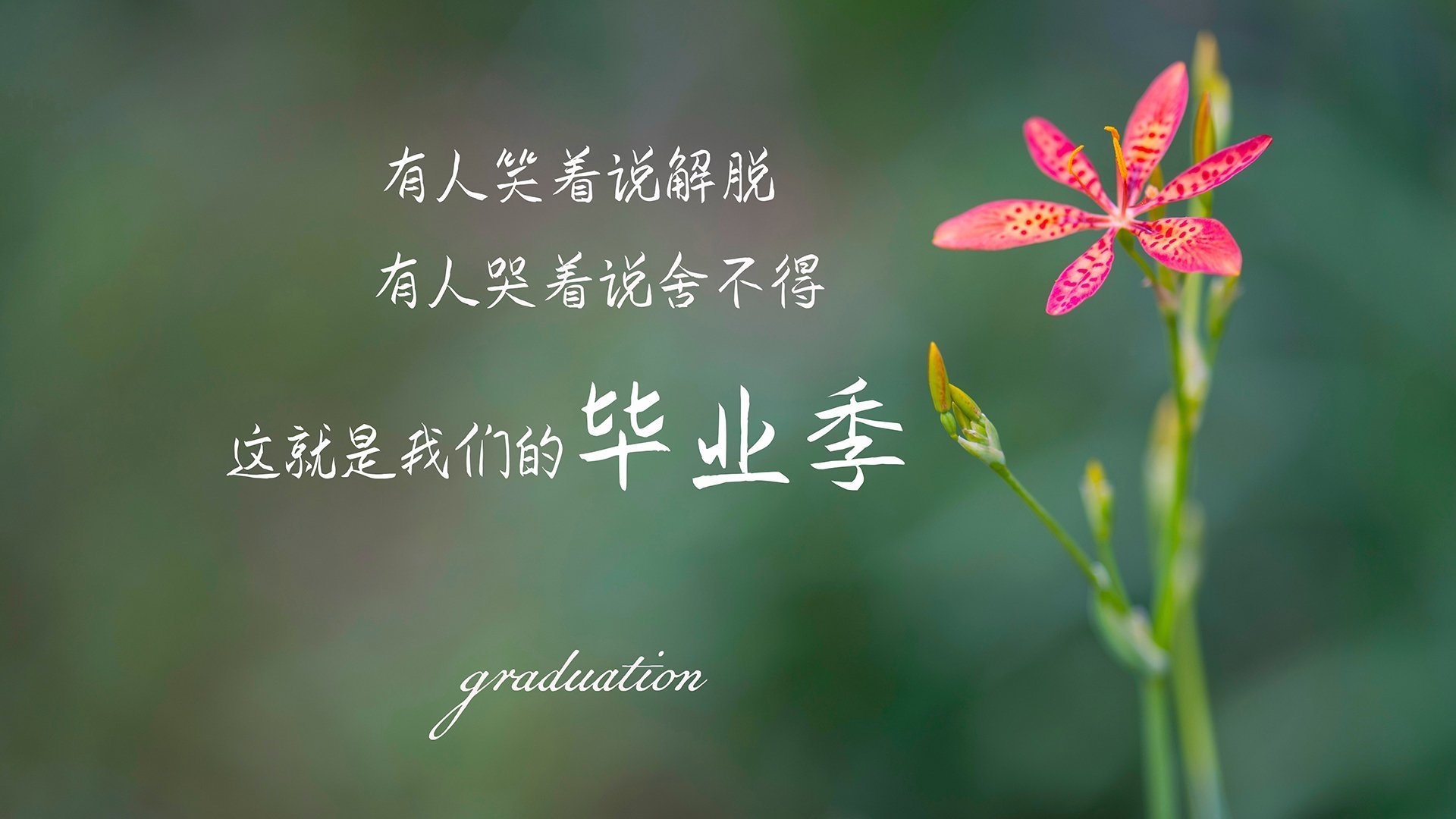 沙漠风暴席卷狮城，橙衣军团6:1血洗袋鼠，范戴克铸就钢铁长城